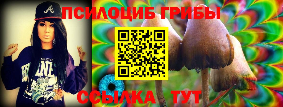 Галлюциногенные грибы Psilocybe Брянск